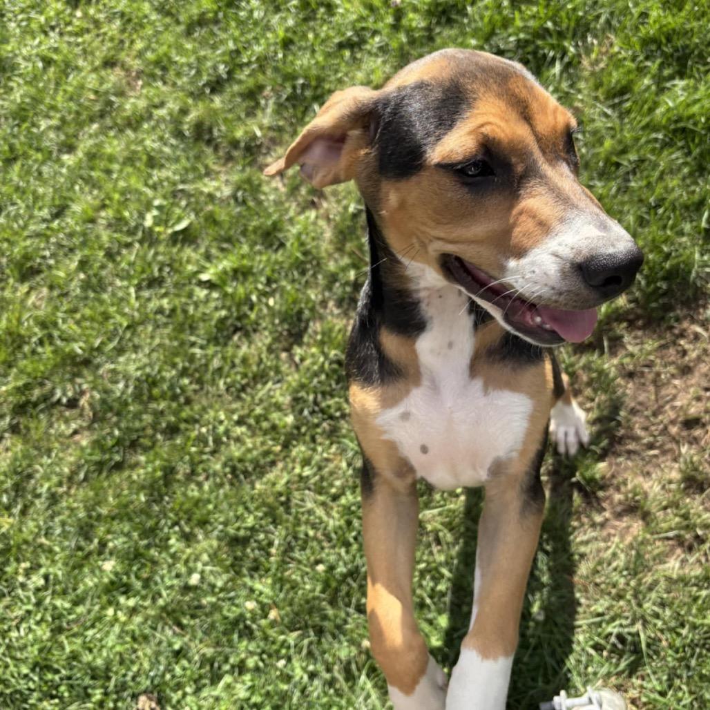 Clover, a Adoptable mixed breed image 5/6