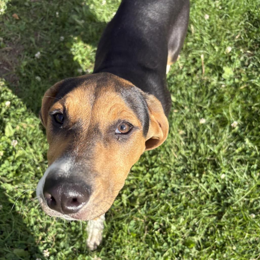 Clover, a Adoptable mixed breed image 6/6