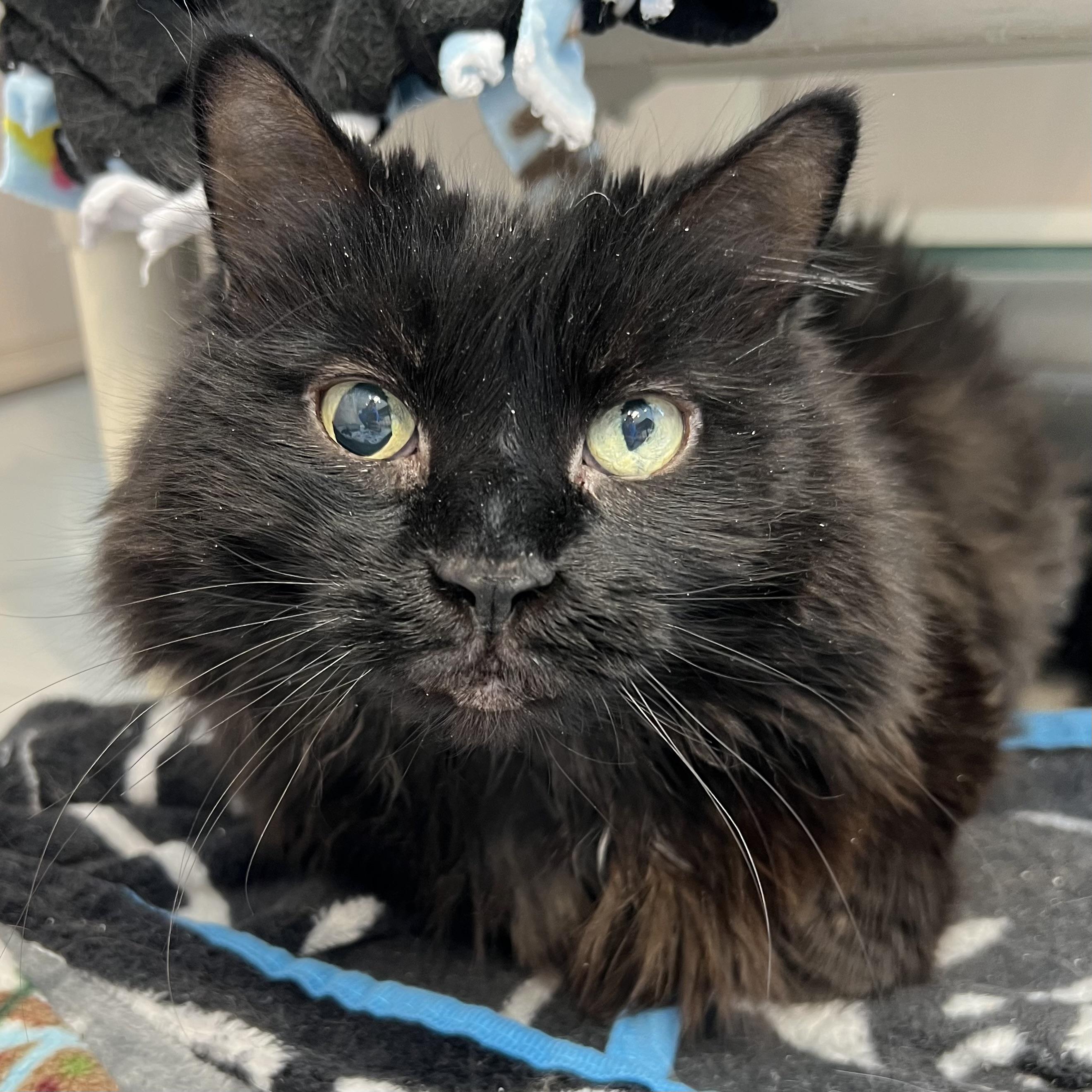 Enlarge Madame Fluff, a ADOPTABLE Domestic Long Hair in Pontiac, MI image 1/1