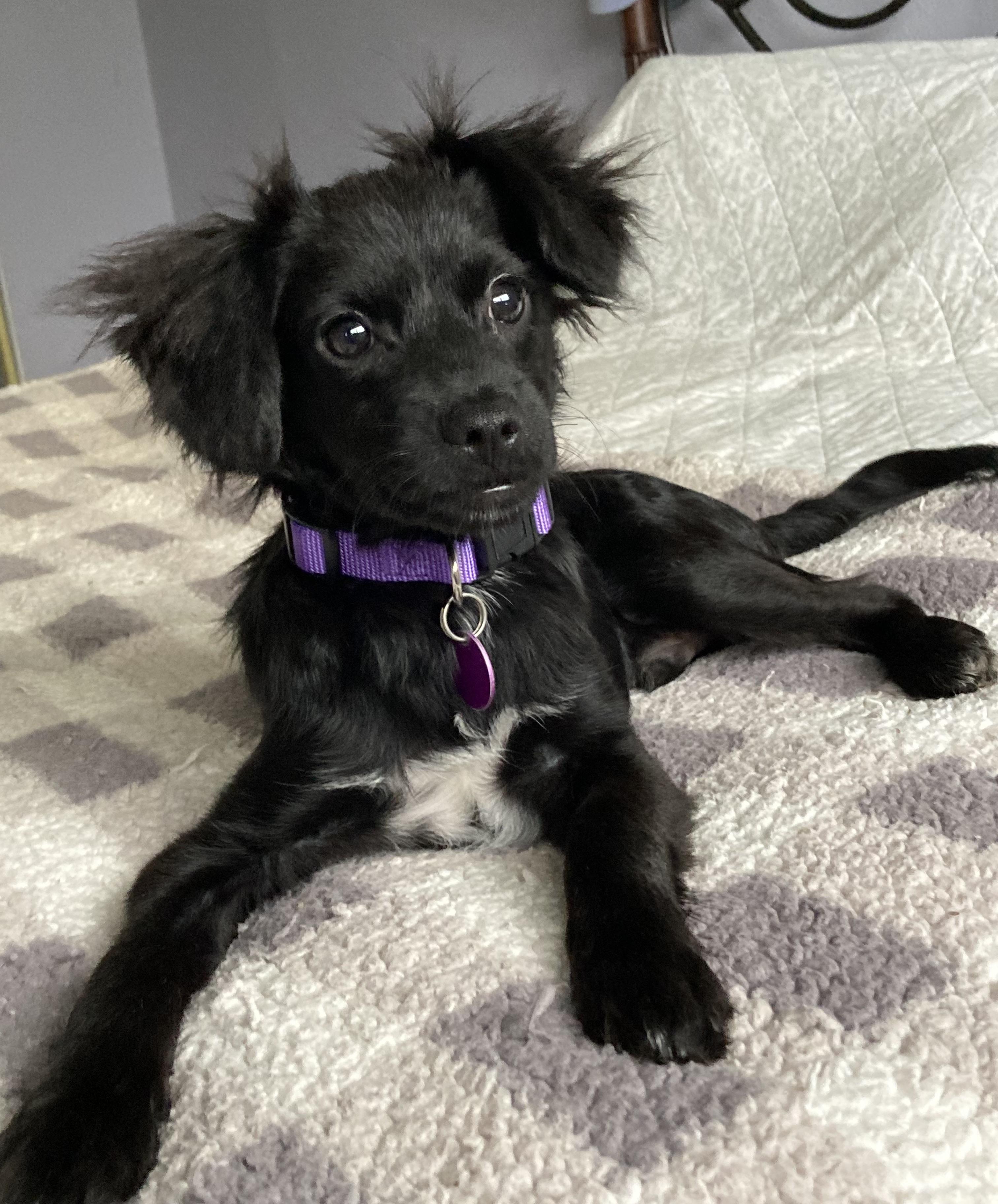 Enlarge Trey, a Adoptable mixed breed in Red Bluff, CA image 1/6