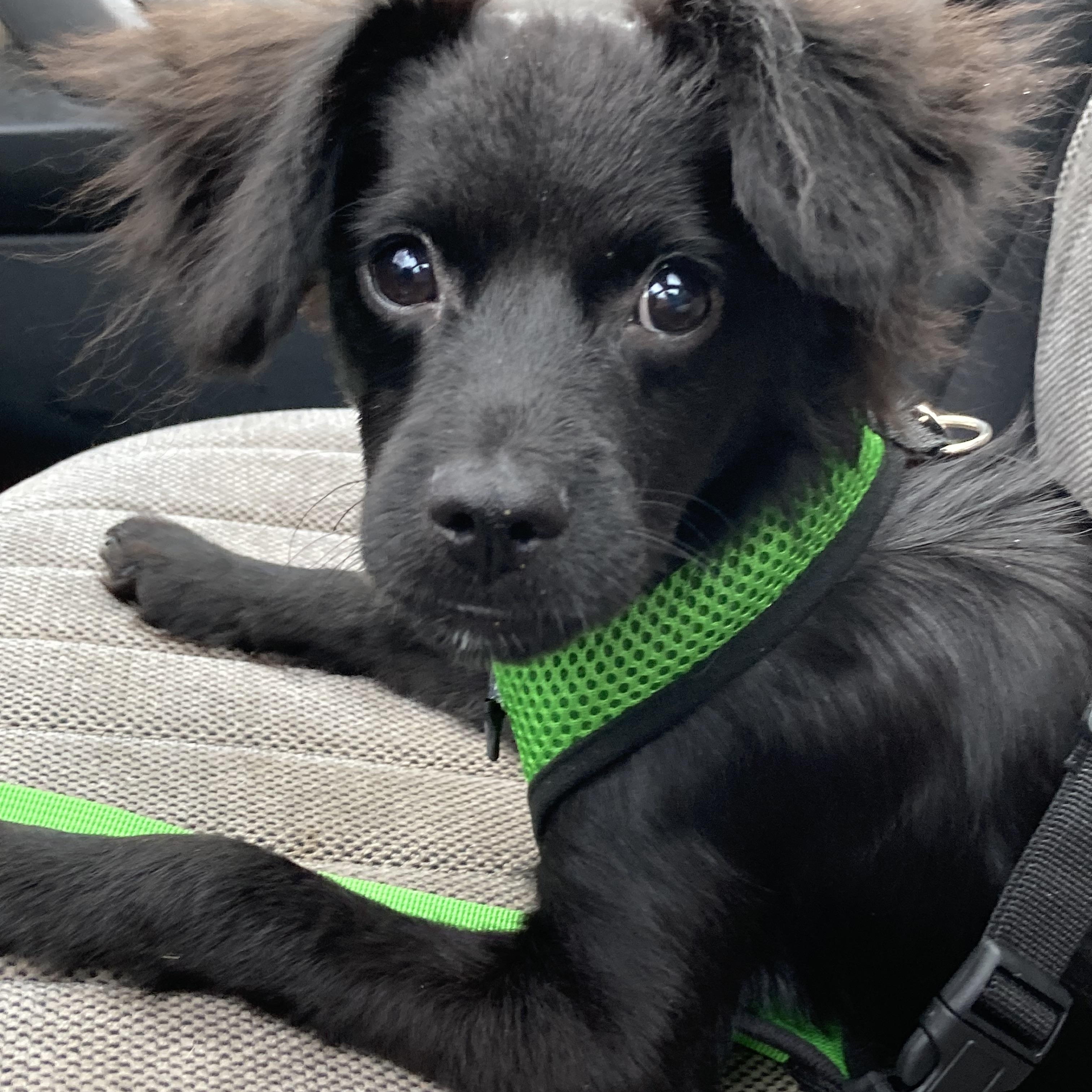 Enlarge Trey, a Adoptable mixed breed in Red Bluff, CA image 4/6