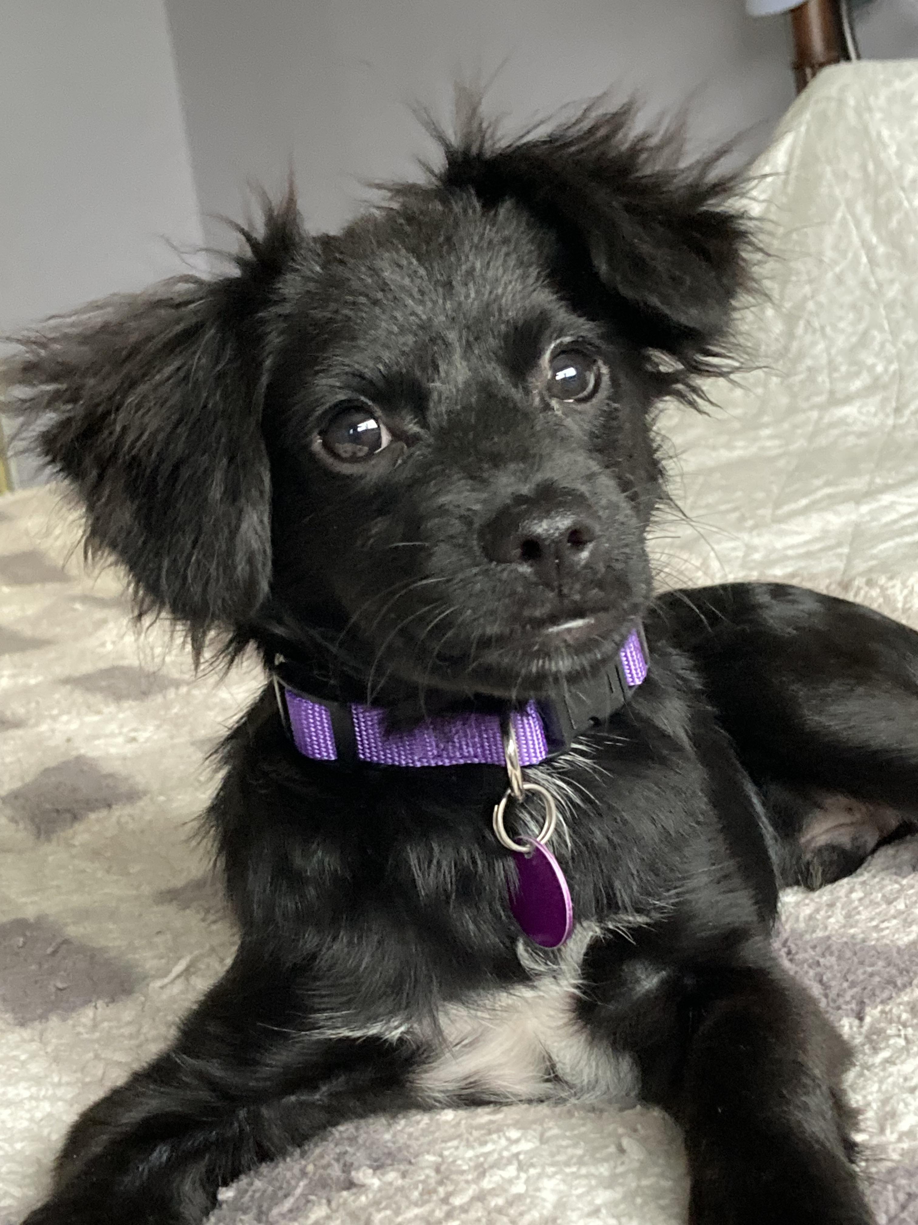 Enlarge Trey, a Adoptable mixed breed in Red Bluff, CA image 5/6