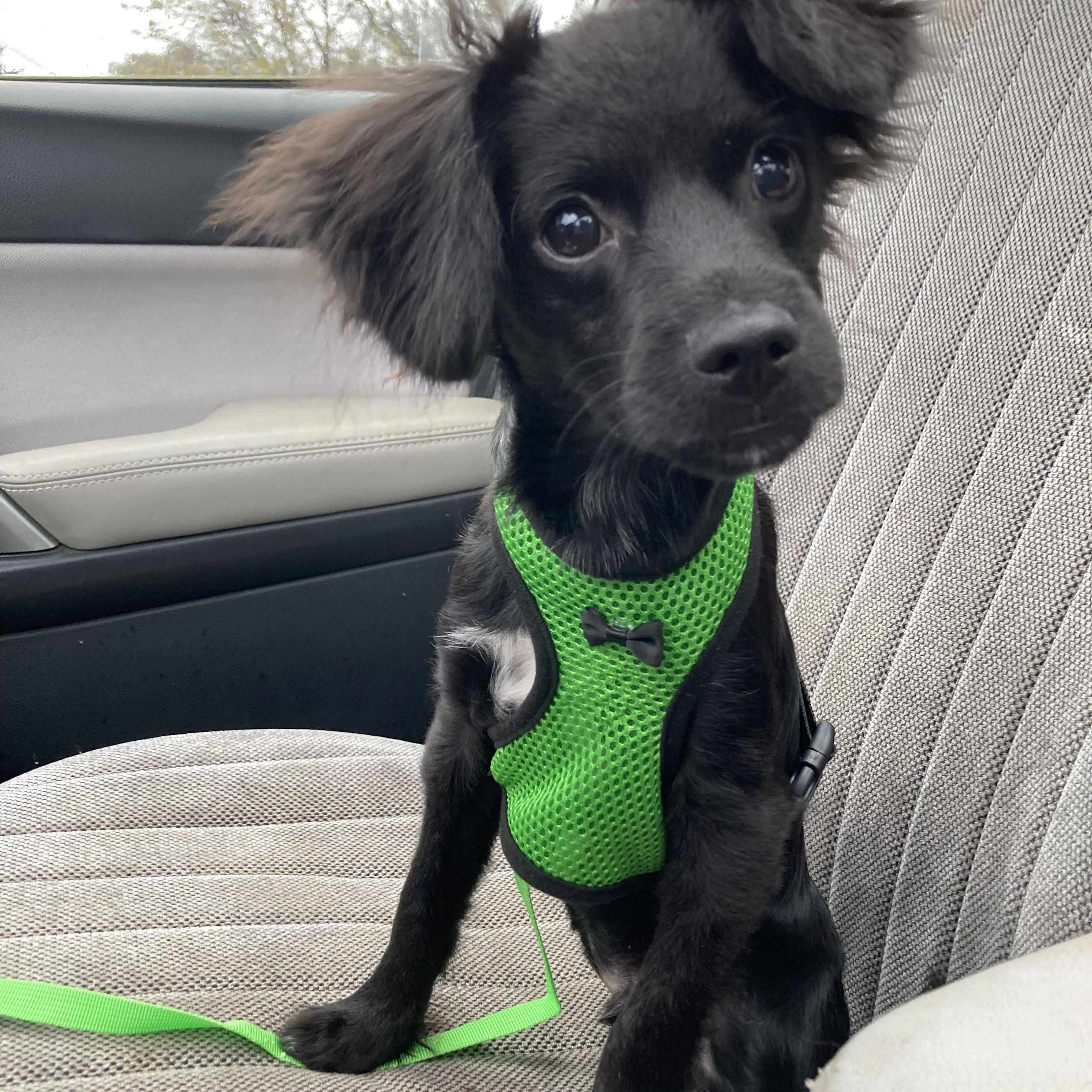Enlarge Trey, a Adoptable mixed breed in Red Bluff, CA image 2/6