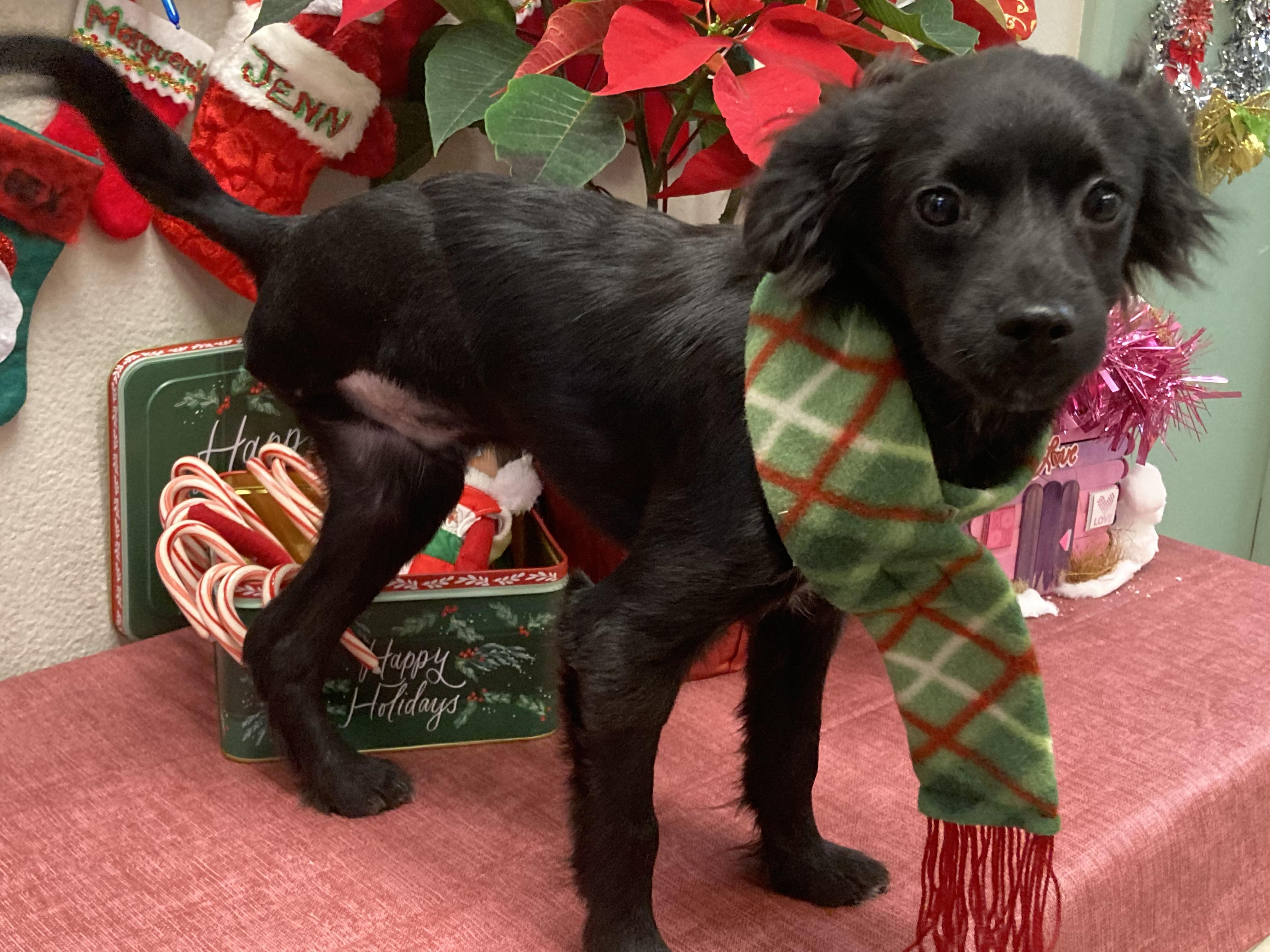 Enlarge Trey, a Adoptable mixed breed in Red Bluff, CA image 3/6
