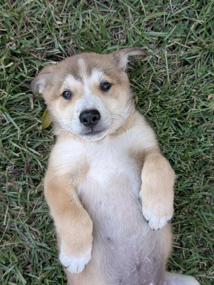 Pumpkin, Adoptable, Puppy Male Shepherd.