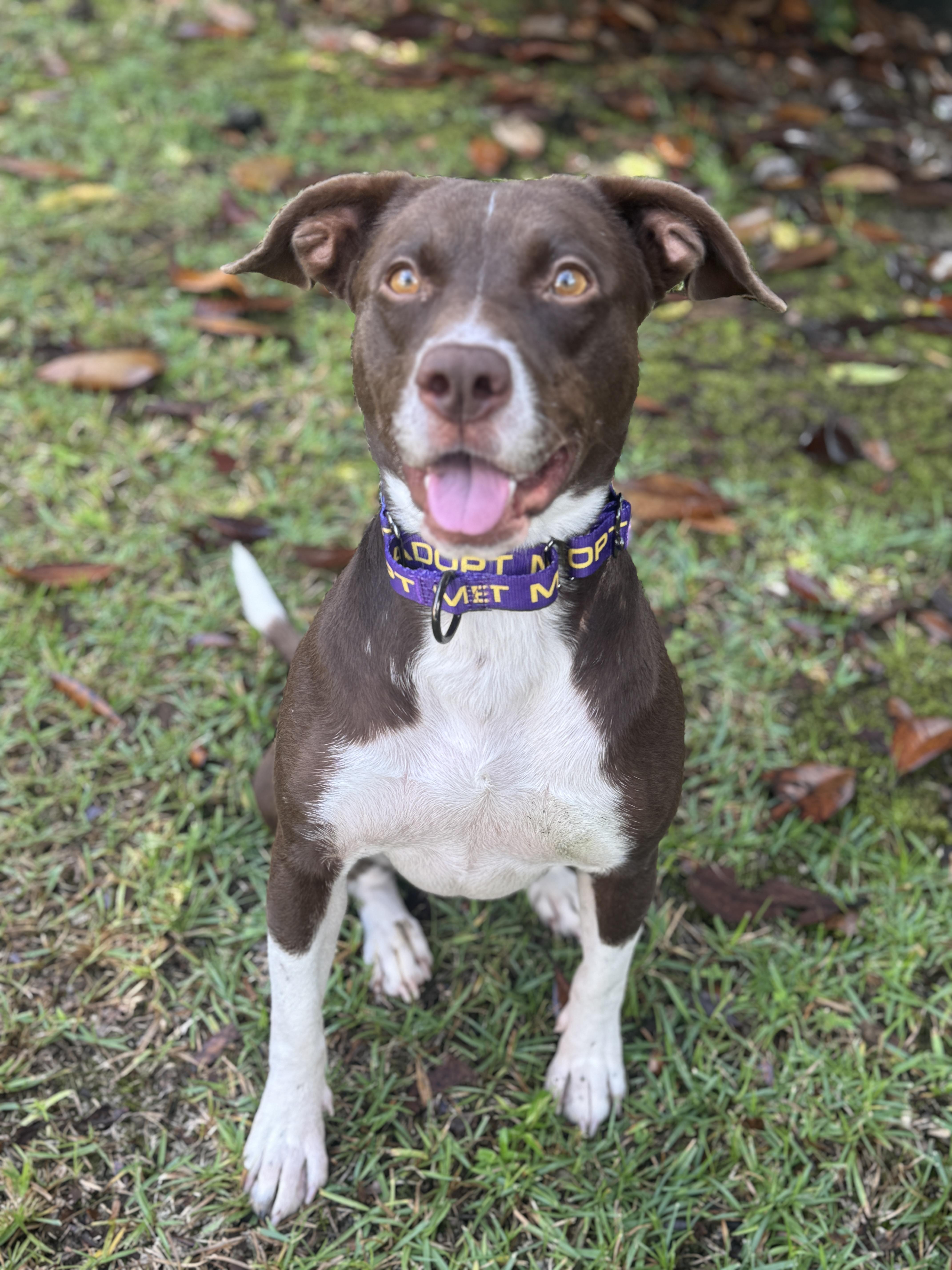 Enlarge Honey Bee, a Adoptable mixed breed in Navarre, FL image 1/3