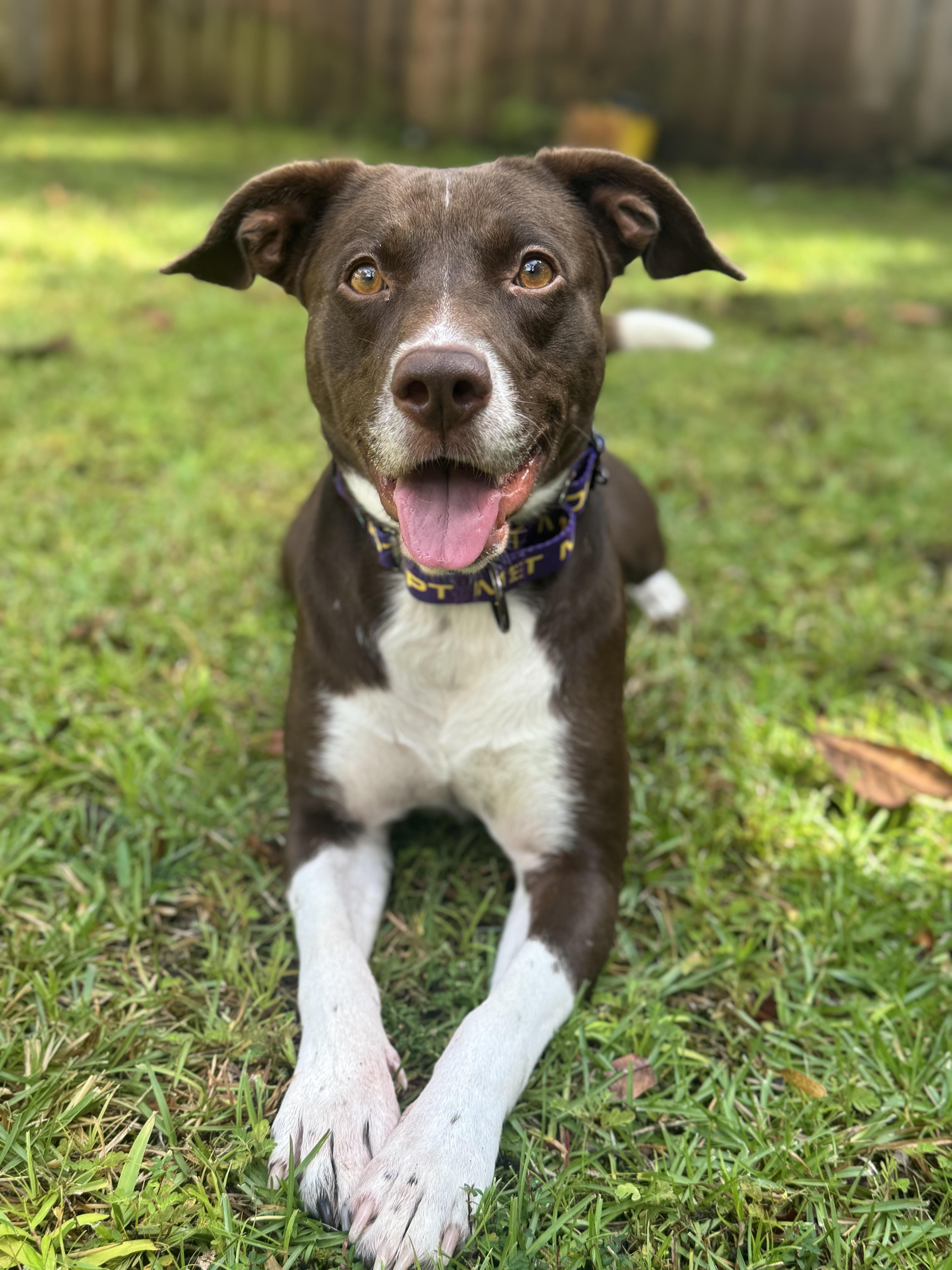 Enlarge Honey Bee, a Adoptable mixed breed in Navarre, FL image 2/3