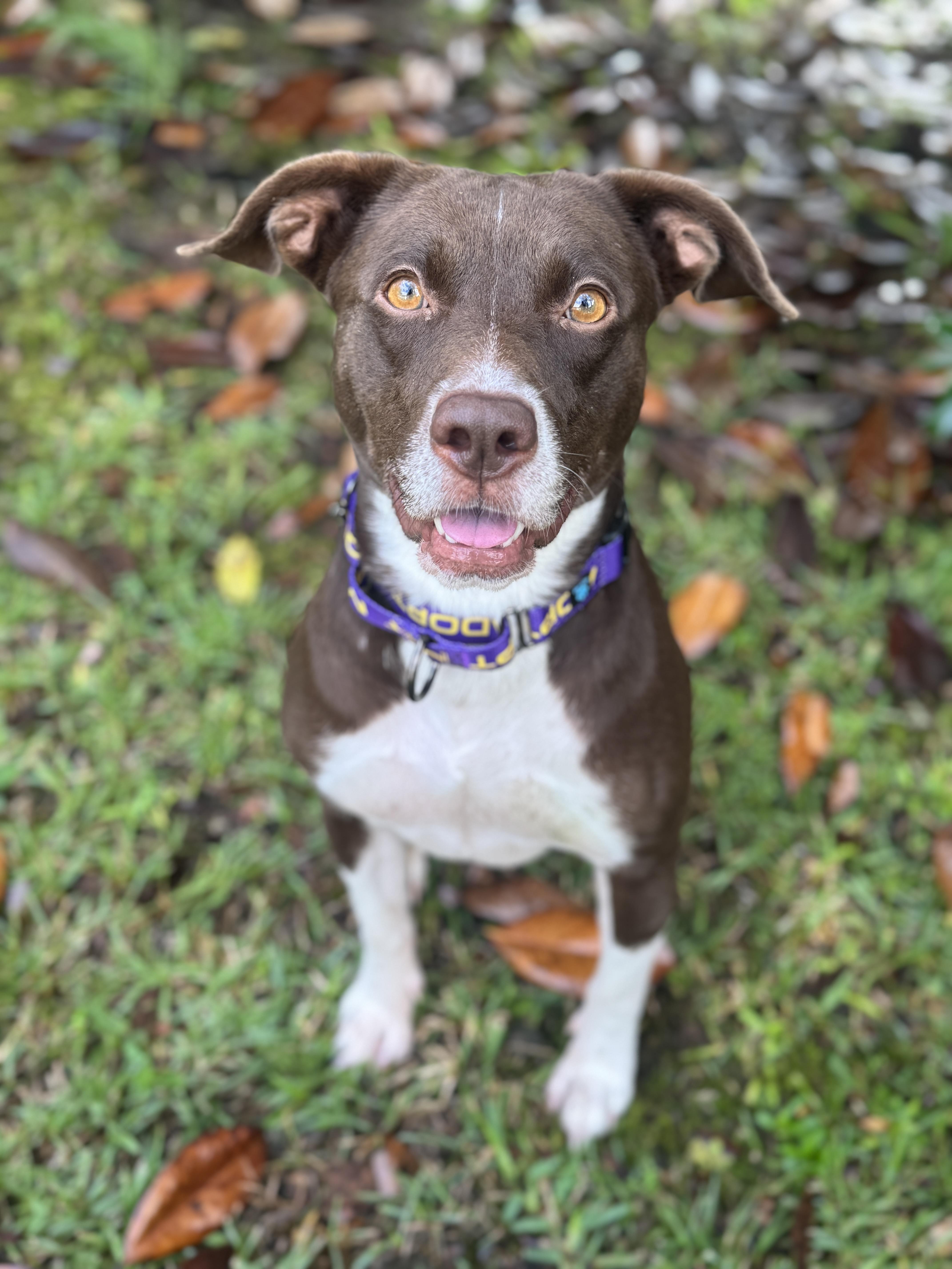 Enlarge Honey Bee, a Adoptable mixed breed in Navarre, FL image 3/3