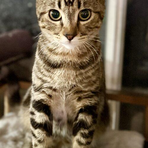 Dave, Adoptable, Kitten Male Tabby.