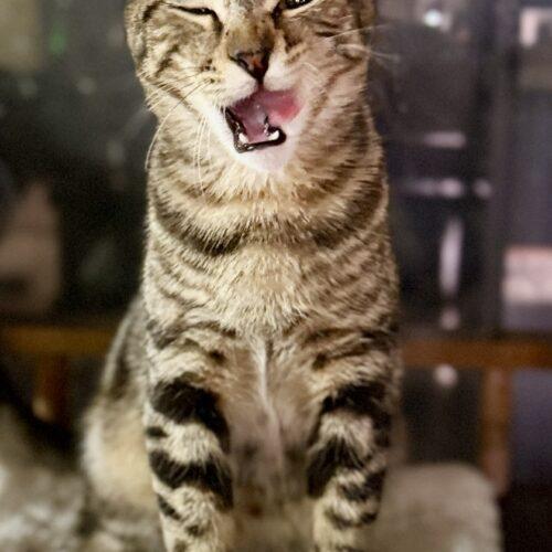 Enlarge Dave, a Adoptable Tabby in Glendale, AZ image 2/5