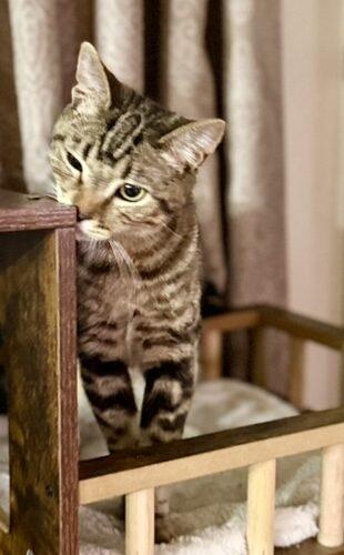 Enlarge Dave, a Adoptable Tabby in Glendale, AZ image 3/5