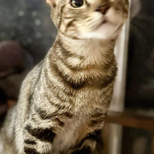 Enlarge Dave, a Adoptable Tabby in Glendale, AZ image 4/5