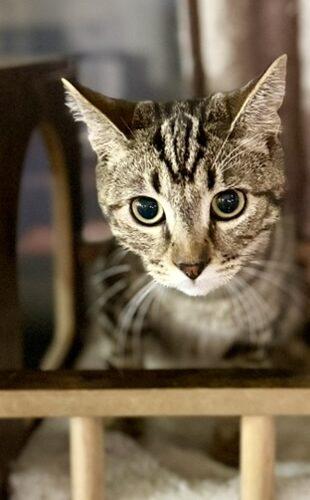Enlarge Dave, a Adoptable Tabby in Glendale, AZ image 5/5