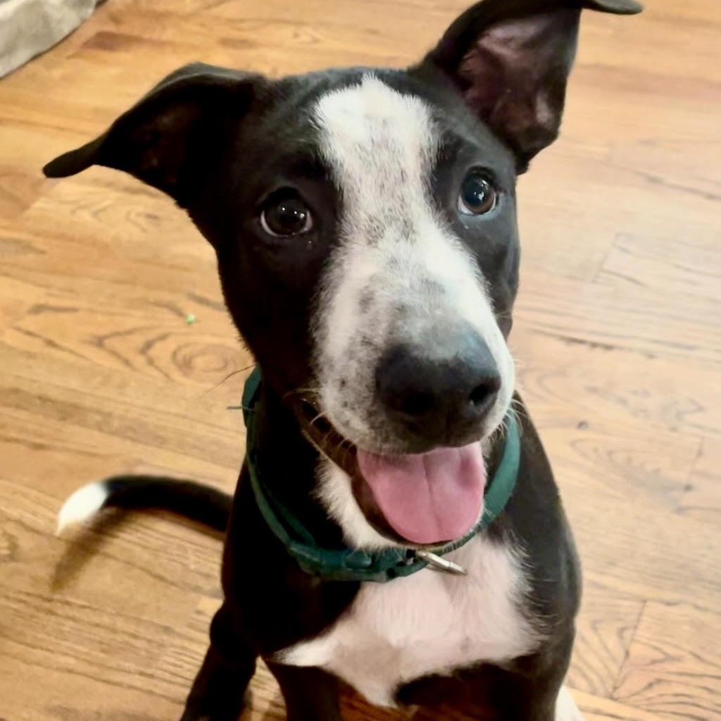 Ozzy CP, Adoptable, Puppy Male American Staffordshire Terrier & Pointer.