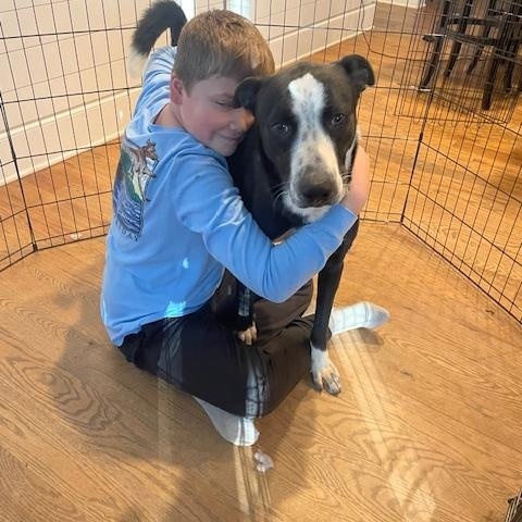 Enlarge Ozzy CP, a Adoptable mixed breed in Cumming, GA image 2/5