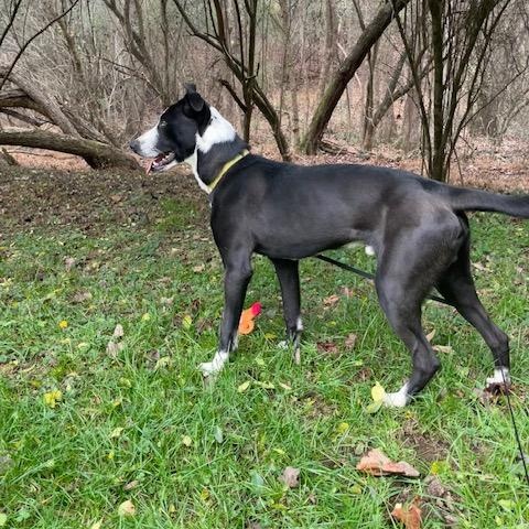 Enlarge Ozzy CP, a Adoptable mixed breed in Cumming, GA image 3/5