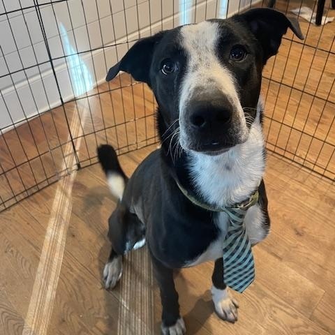 Enlarge Ozzy CP, a Adoptable mixed breed in Cumming, GA image 4/5