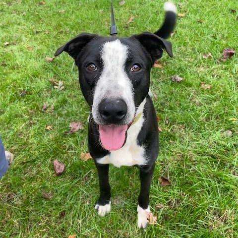 Enlarge Ozzy CP, a Adoptable mixed breed in Cumming, GA image 5/5