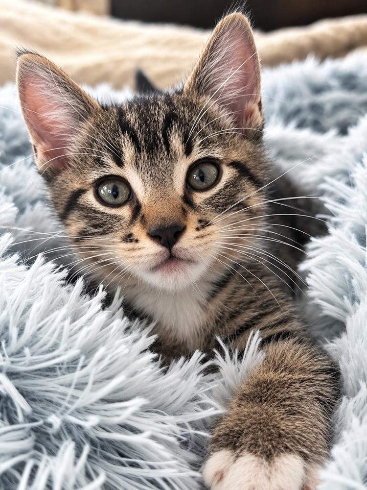 Apollo, Adoptable, Kitten Male Domestic Short Hair.
