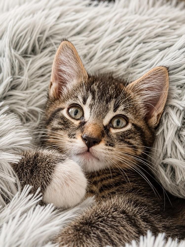 Enlarge Apollo, a Adoptable Domestic Short Hair in Saint Augustine, FL image 2/2