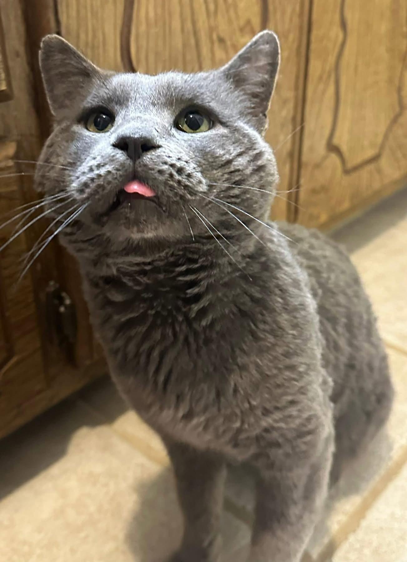 Toby, Adopted, Adult Male Domestic Short Hair.