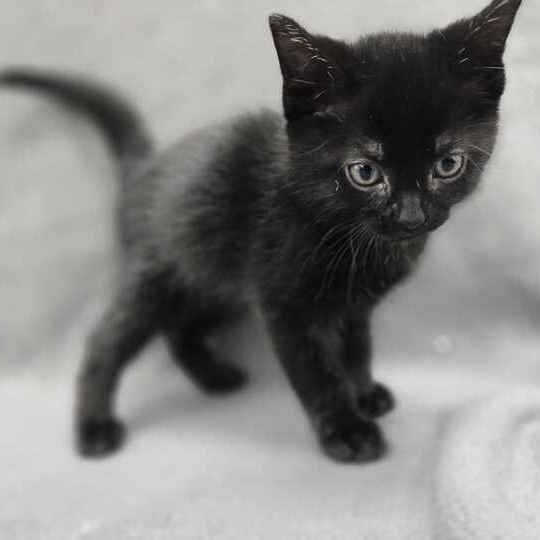 Enlarge Artemis, an adopted Domestic Short Hair in Flatwoods, KY image 4/4