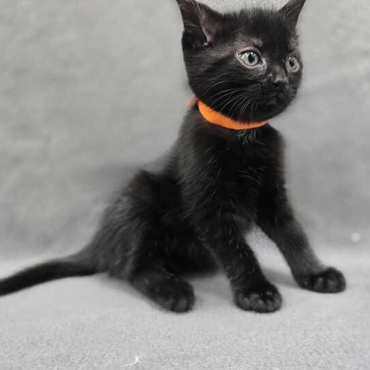 Enlarge Artemis, an adopted Domestic Short Hair in Flatwoods, KY image 3/4