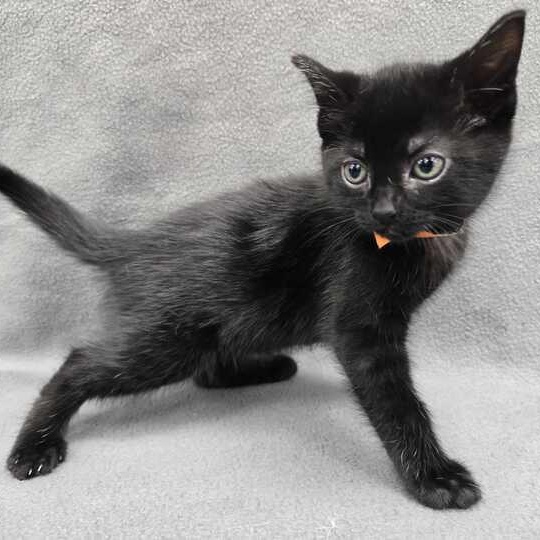 Artemis, adopted, Kitten Female Domestic Short Hair.