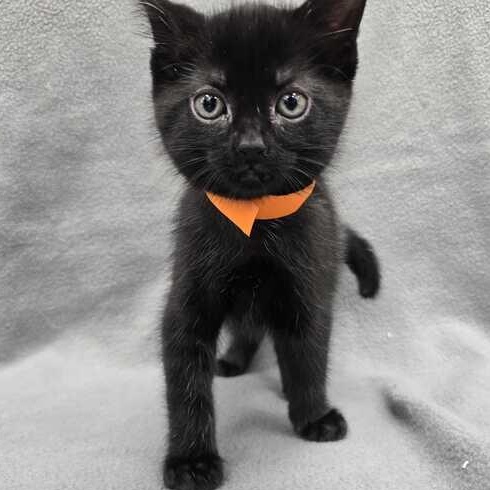 Enlarge Artemis, an adopted Domestic Short Hair in Flatwoods, KY image 2/4