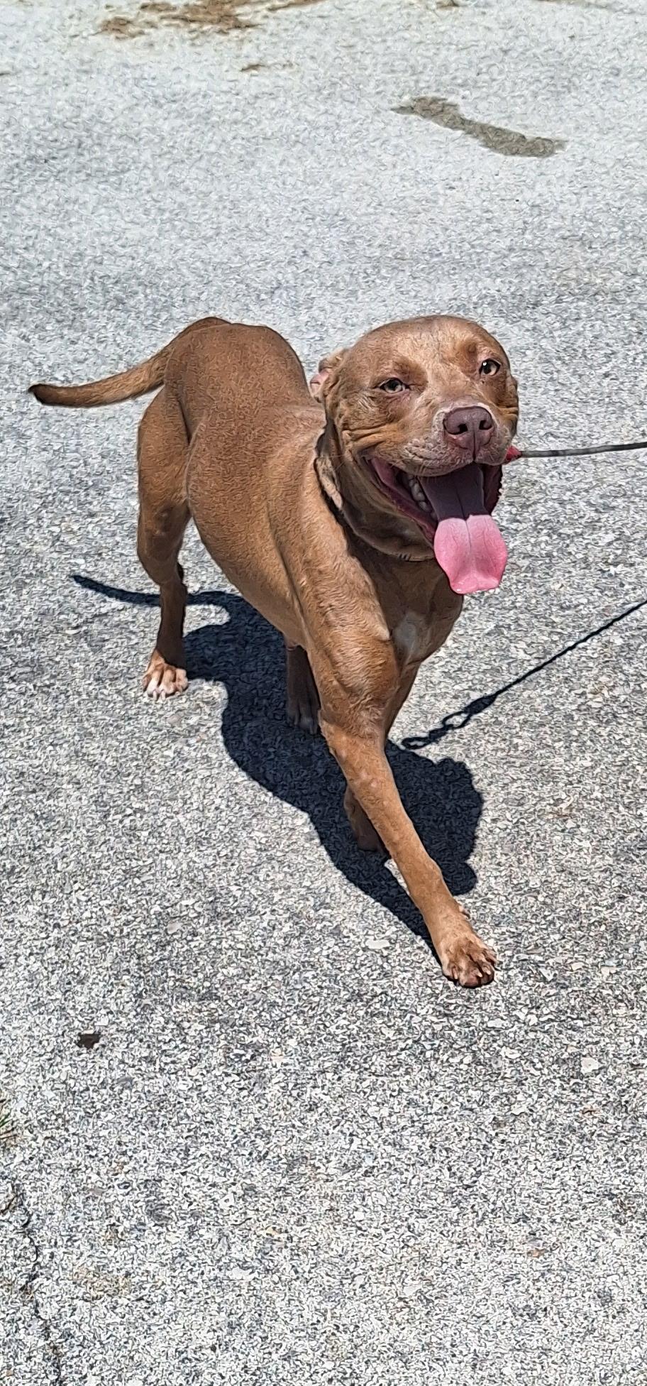Enlarge Brownie, a Adoptable Mixed Breed in Clay City, KY image 2/2