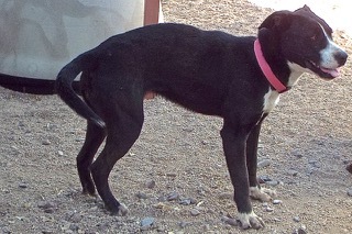Oreo--Sweet Girl Available with Vet Care Support for Life!, a Adoptable mixed breed in Green Valley, AZ image 1/5