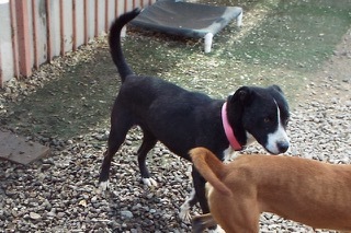 Oreo--Sweet Girl Available with Vet Care Support for Life!, a Adoptable mixed breed in Green Valley, AZ image 2/5