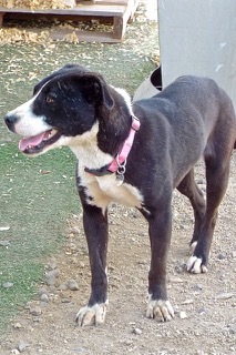 Oreo--Sweet Girl Available with Vet Care Support for Life!, a Adoptable mixed breed in Green Valley, AZ image 4/5