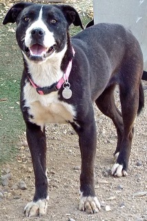 Oreo--Sweet Girl Available with Vet Care Support for Life!, a Adoptable mixed breed in Green Valley, AZ image 5/5