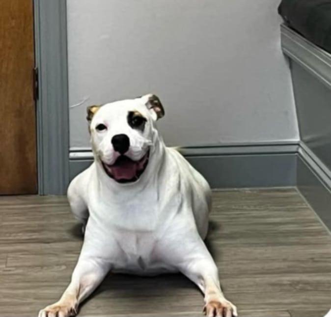 Stella, Adoptable, Adult Female Pit Bull Terrier.