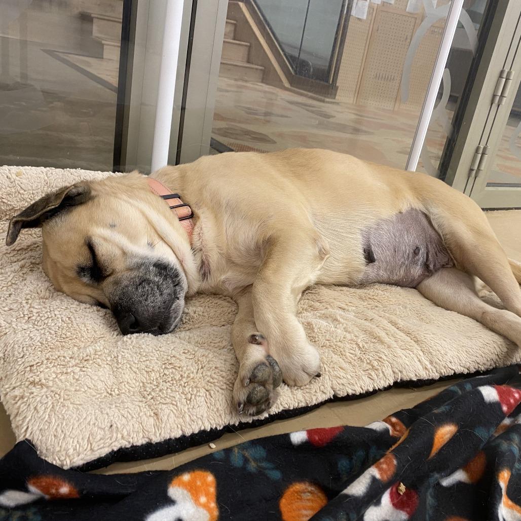 Enlarge Stella, a Adoptable Mixed Breed in Bentonville, AR image 1/6