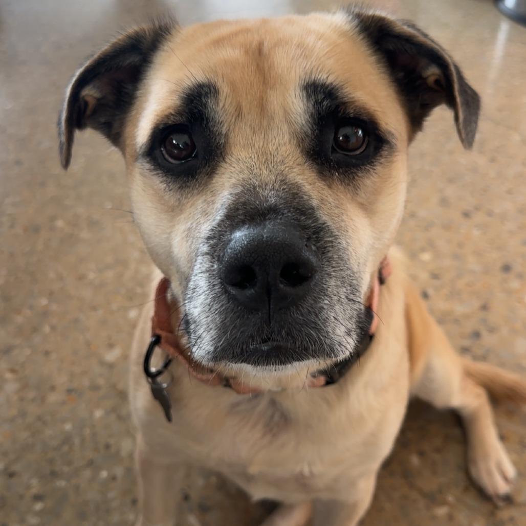 Enlarge Stella, a Adoptable Mixed Breed in Bentonville, AR image 2/6