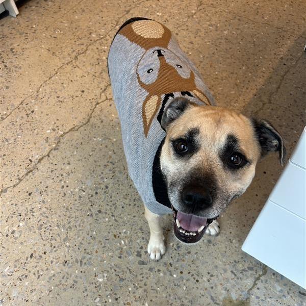 Enlarge Stella, a Adoptable Mixed Breed in Bentonville, AR image 3/6