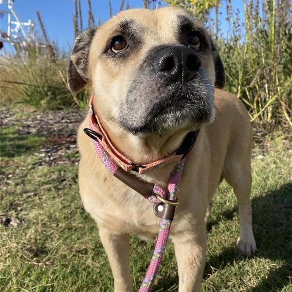 Enlarge Stella, a Adoptable Mixed Breed in Bentonville, AR image 4/6