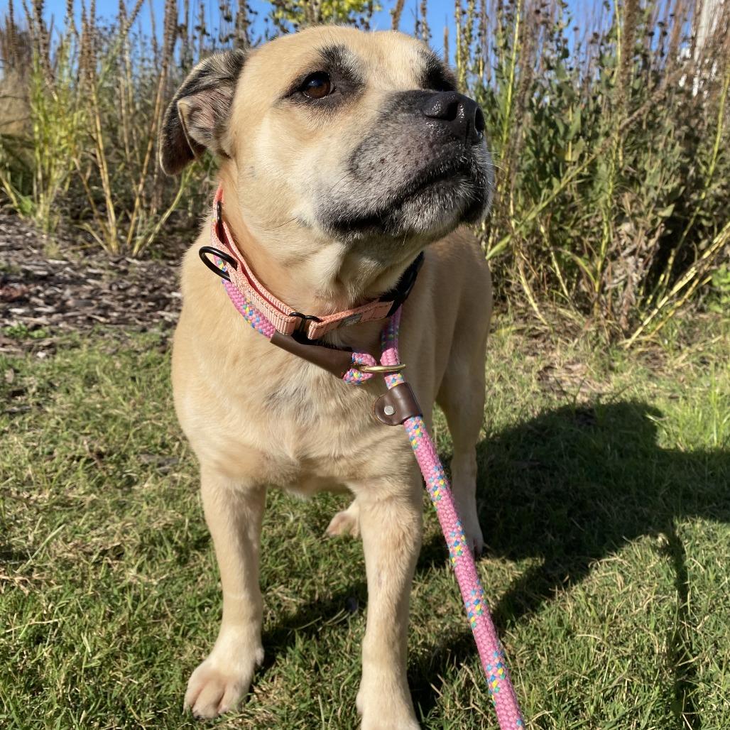 Enlarge Stella, a Adoptable Mixed Breed in Bentonville, AR image 5/6