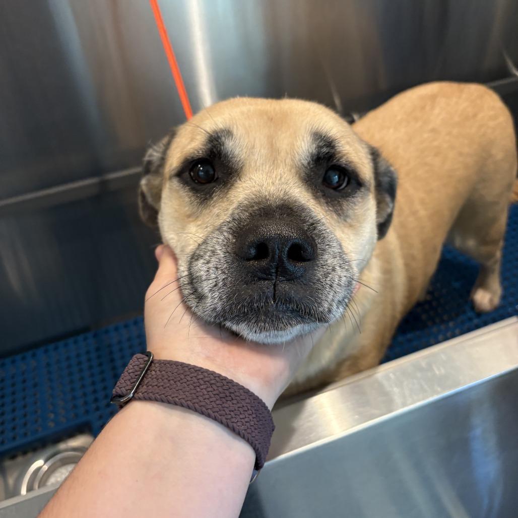 Enlarge Stella, a Adoptable Mixed Breed in Bentonville, AR image 6/6