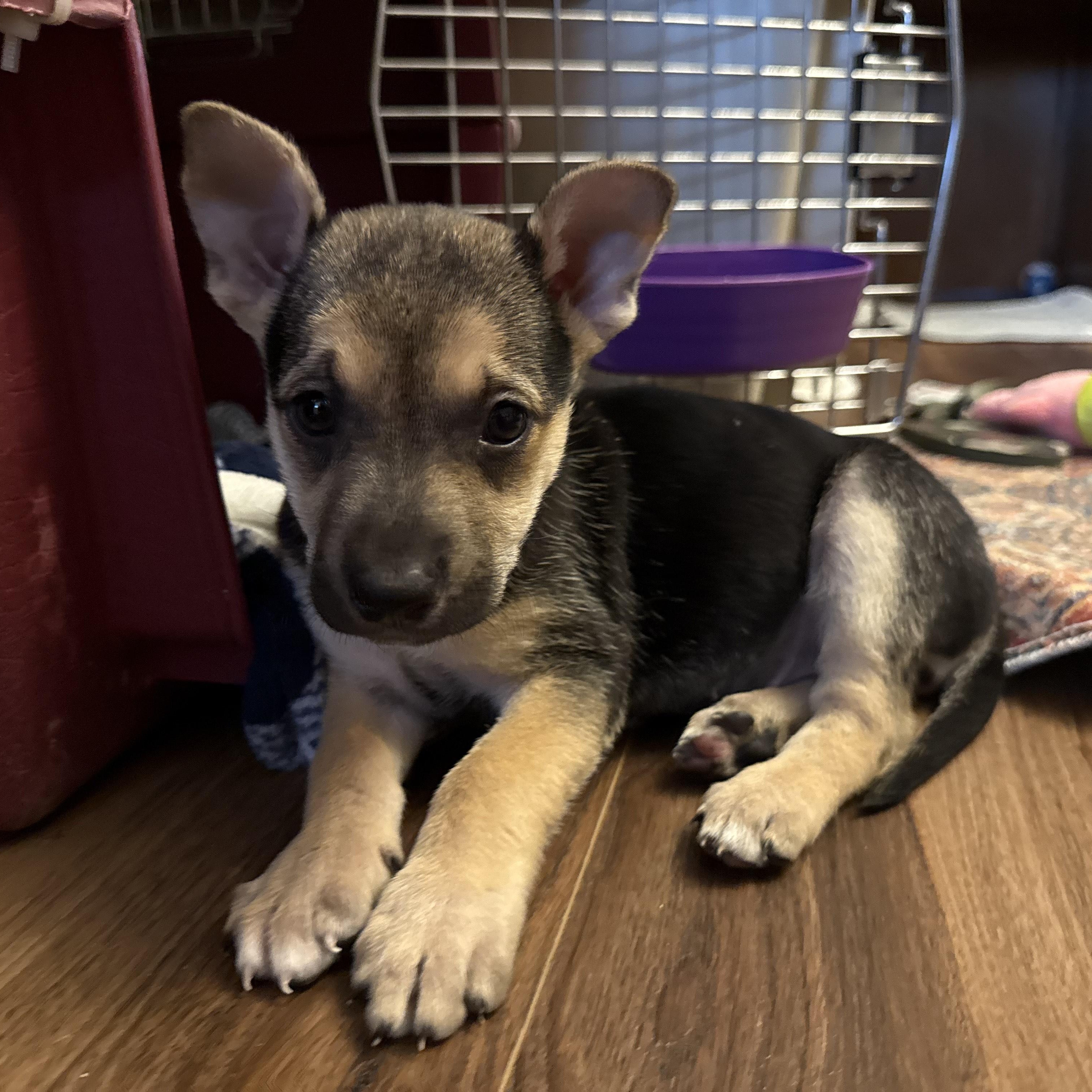 Enlarge Ember, a Adoptable mixed breed in Austin, TX image 6/6