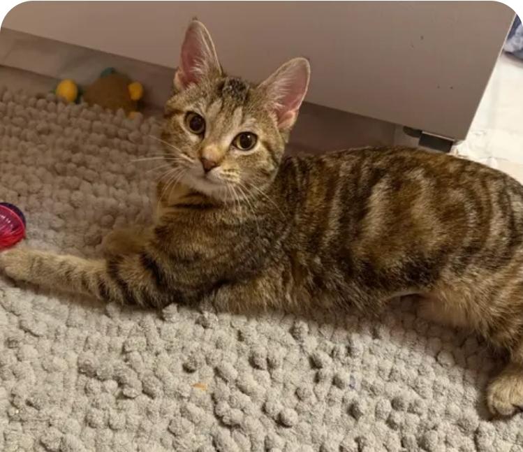 Enlarge Maple, an adopted Torbie in Reeseville, WI image 2/2