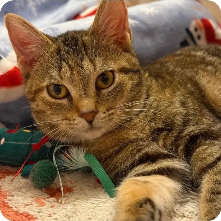 Maple, adopted, Kitten Female Torbie.