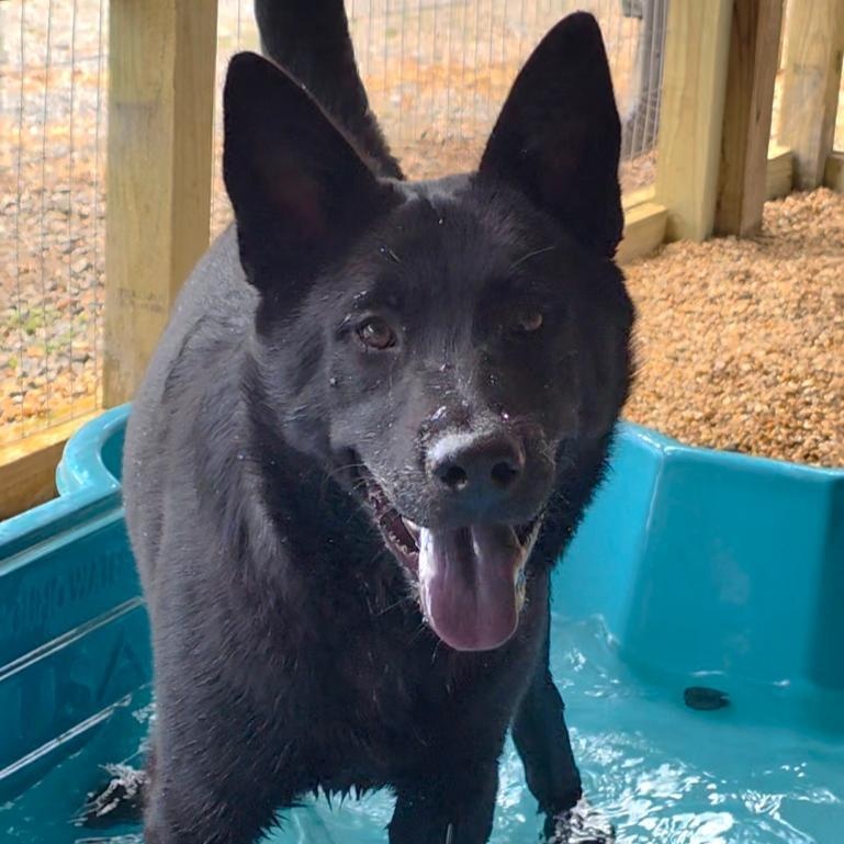 Kai, ADOPTABLE, Young Male Chow Chow & Belgian Shepherd / Malinois.