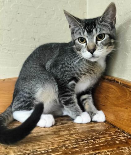 Alexander — thumbnail 3