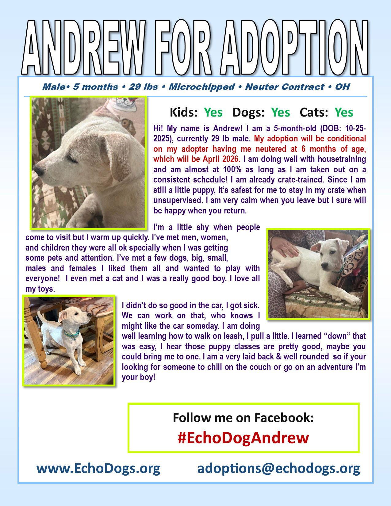 Enlarge Andrew, a Adoptable Cattle Dog in Londonderry, NH image 1/3