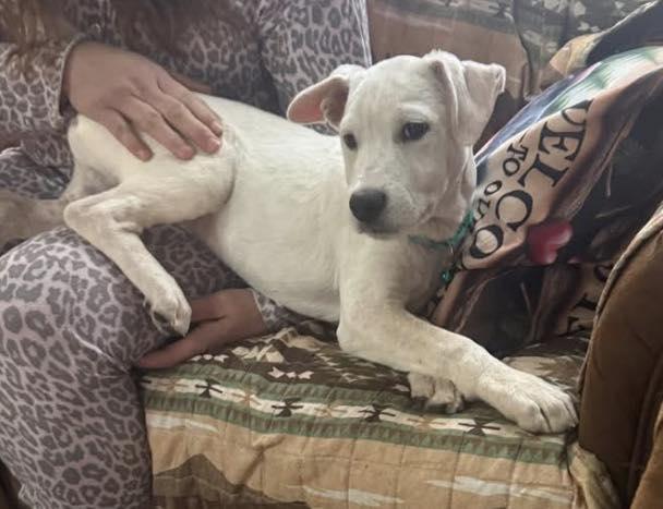 Enlarge Andrew, a Adoptable Cattle Dog in Londonderry, NH image 2/3