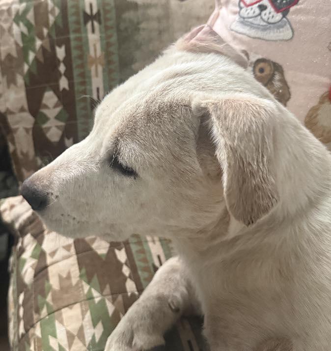 Enlarge Andrew, a Adoptable Cattle Dog in Londonderry, NH image 3/3