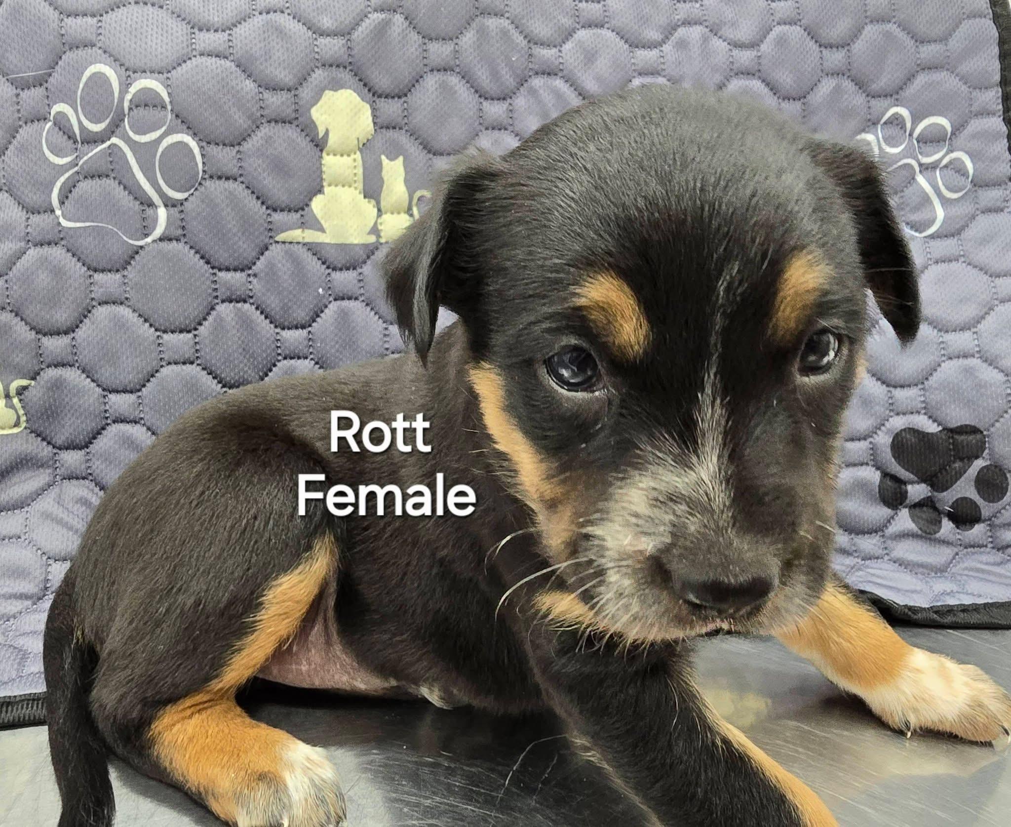 Rott, an adopted mixed breed in Mingus, TX image 2/2